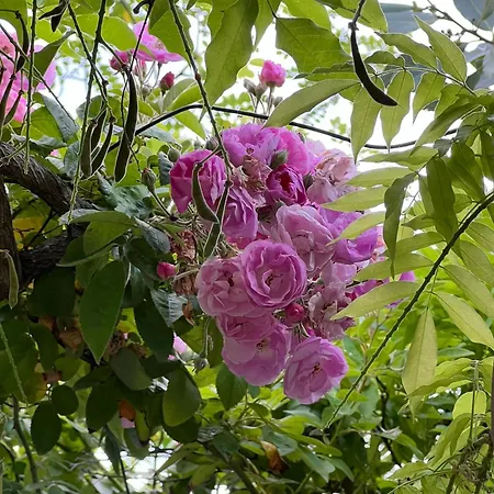 I Versi Del Mare Roseto Degli Abruzzi